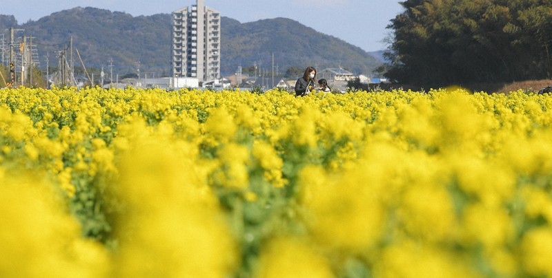 一面の菜の花畑 通過する筑肥線の列車とコントラスト 福岡 糸島 毎日新聞