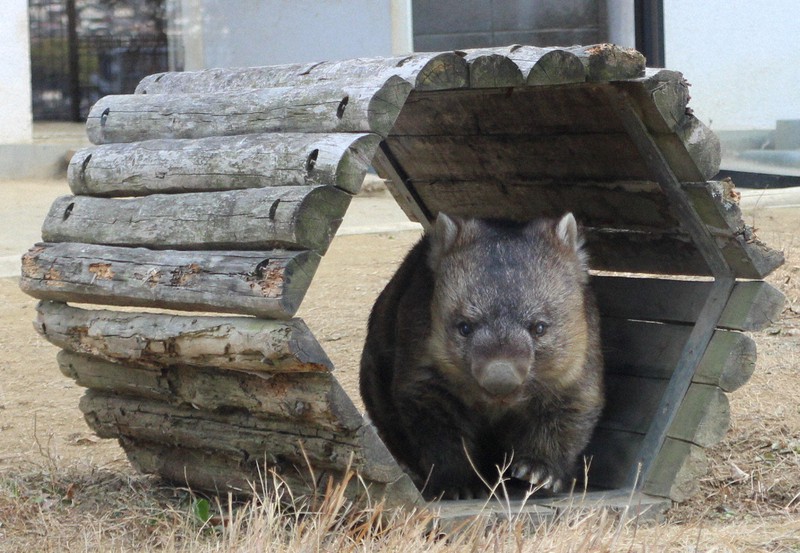 世界最高齢ウォンバット、ギネス認定 大阪・五月山のワイン33歳 [写真