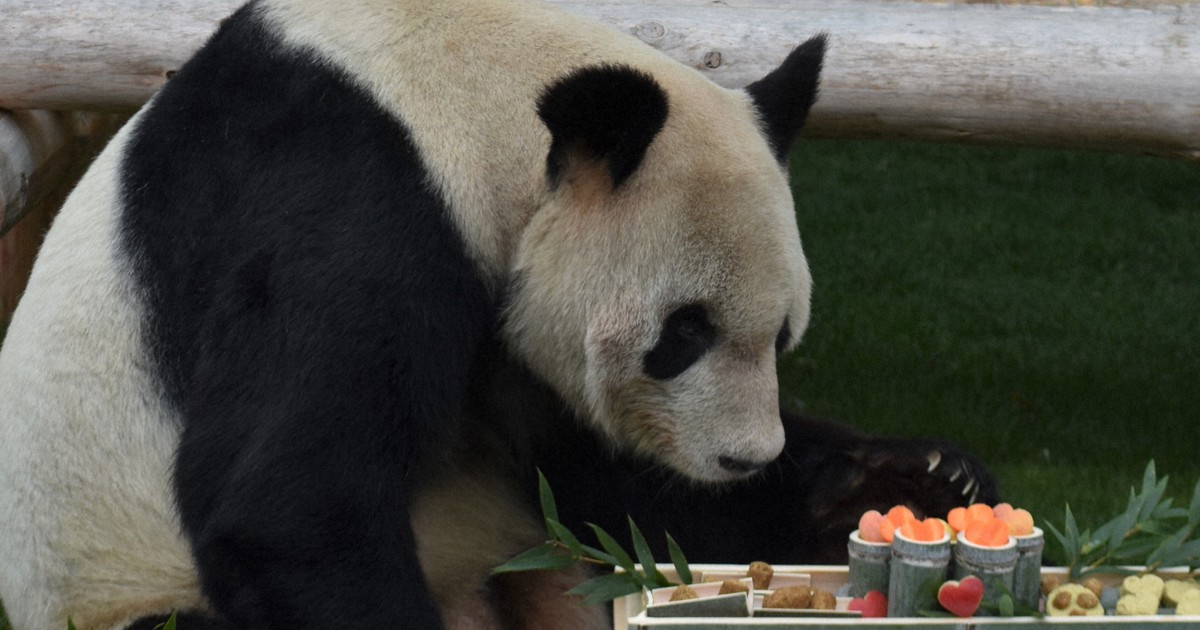 West Japan zoo's aging giant panda who fathered 16 cubs gets Valentine ...