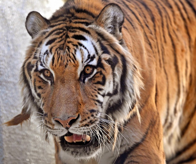 どうぶつ園の仲間たち アムールトラ 単独で行動 自在に出し入れできる爪で狩り 毎日新聞