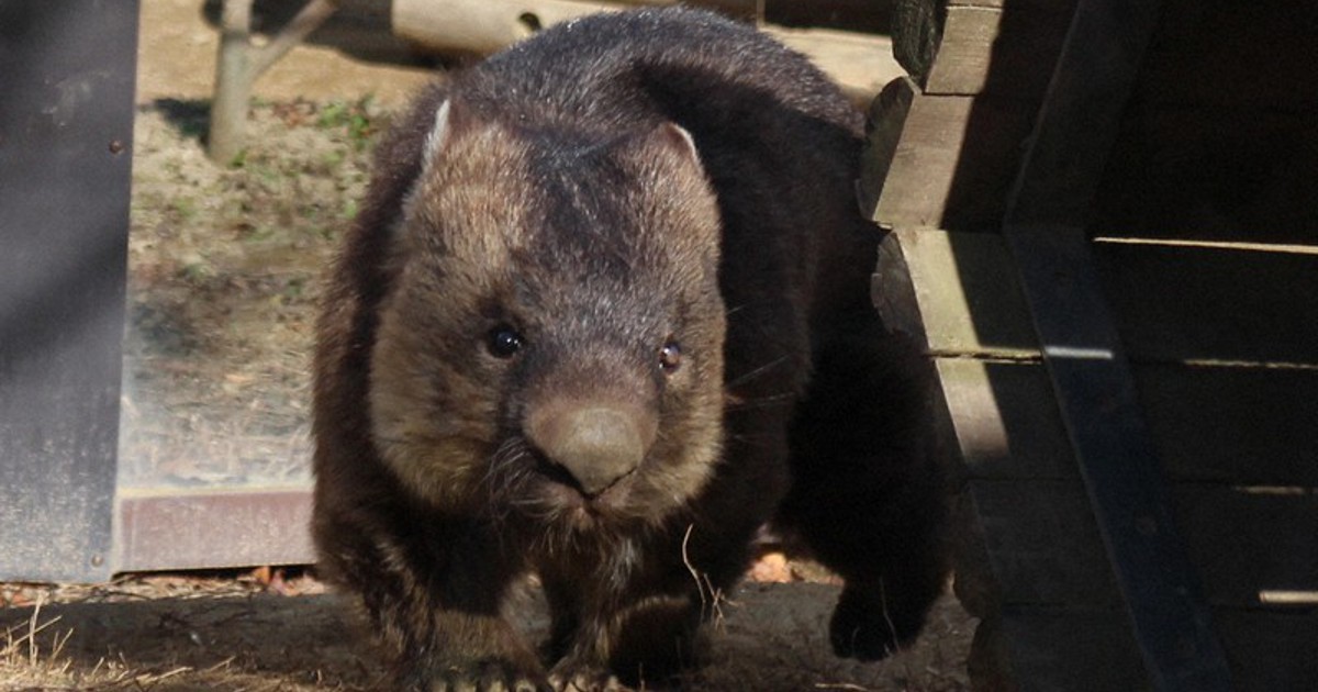 In Photos: Wombat at Osaka Pref. zoo certified as oldest in
