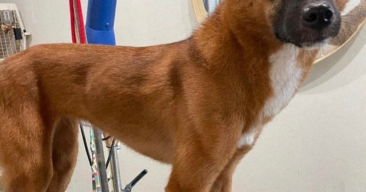 マイクロチップ確認されず 処理された愛犬 飼い主ら制度の盲点嘆く 毎日新聞