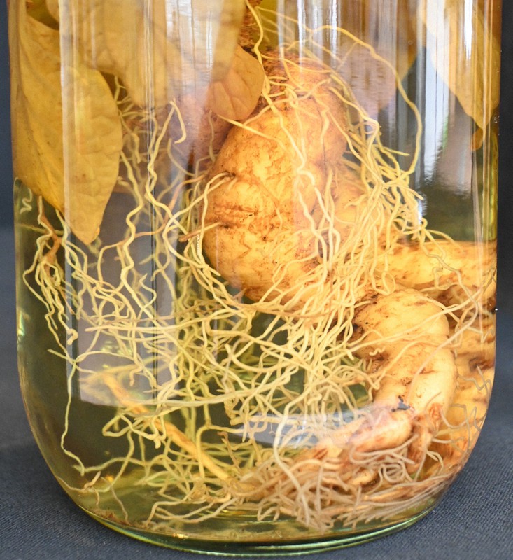 Flower, roots of 'magical' plant from 'Harry Potter' on display in ...