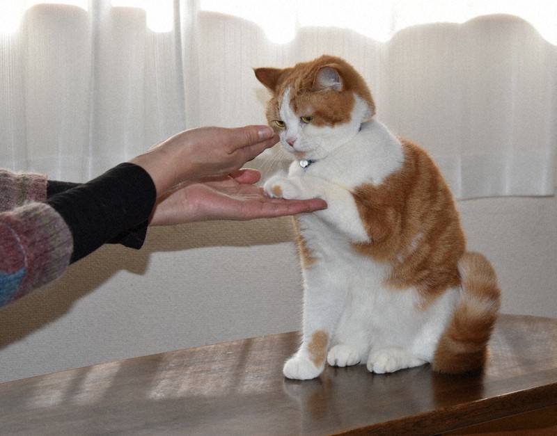 スーパー猫の日 その1 ニャンを探して にゃばり散歩 三重 毎日新聞