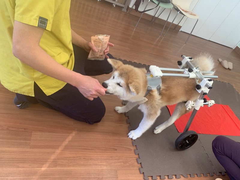 不幸な犬猫減らしたい 管理ソフト導入で病気発見目指す 毎日新聞