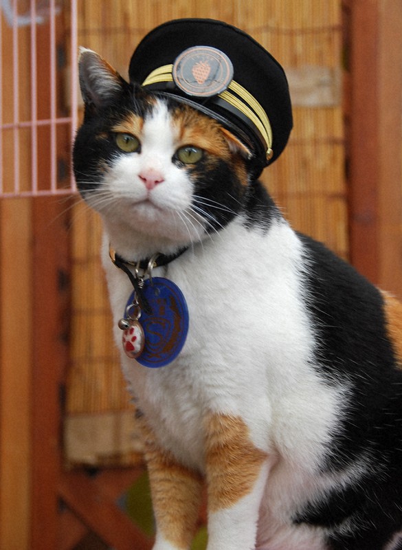 たま神社」宮司にニタマ駅長 「スーパー猫の日」に和歌山電鉄 [写真