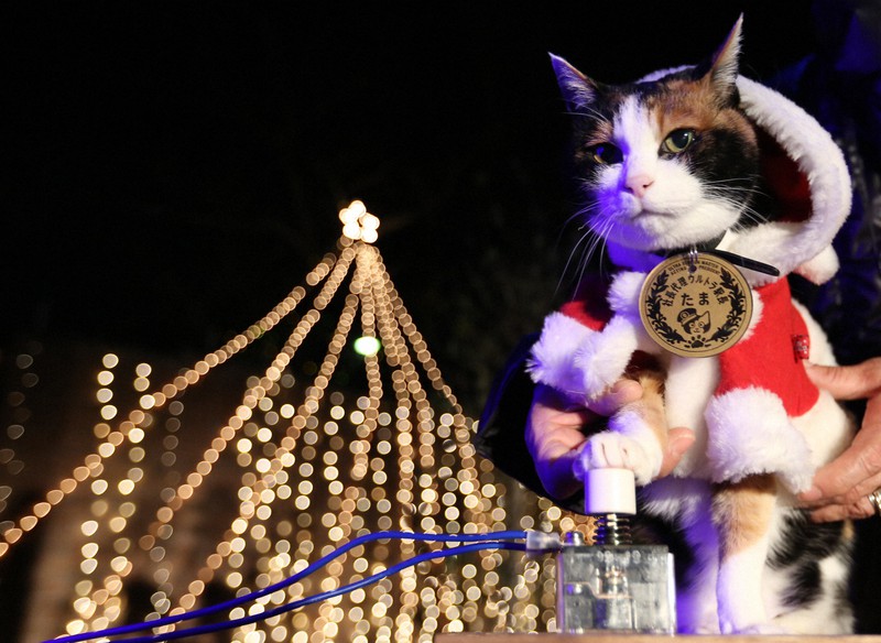 たま神社」宮司にニタマ駅長 「スーパー猫の日」に和歌山電鉄 [写真