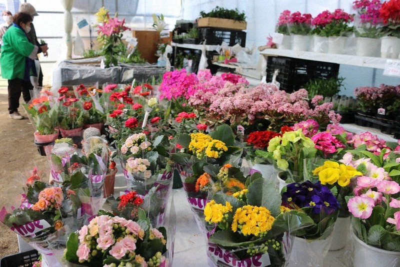 春の植木市 70万点並ぶ 熊本市 熊本 毎日新聞