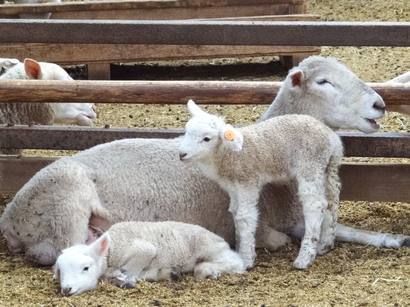 ヒツジの出産シーズン、赤ちゃん17匹誕生 千葉・マザー牧場 | 毎日新聞