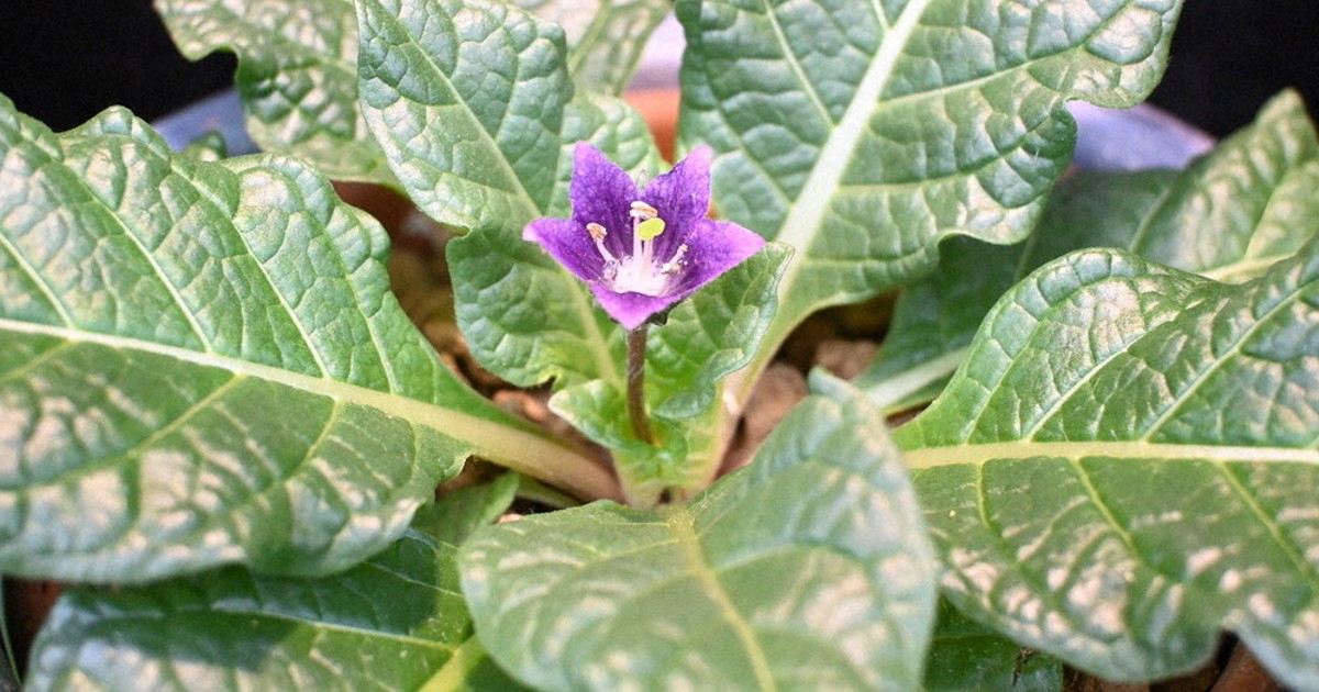 ハリポタ魔法薬、初開花 県中央植物園、マンドラゴラ 恐怖の根っこ