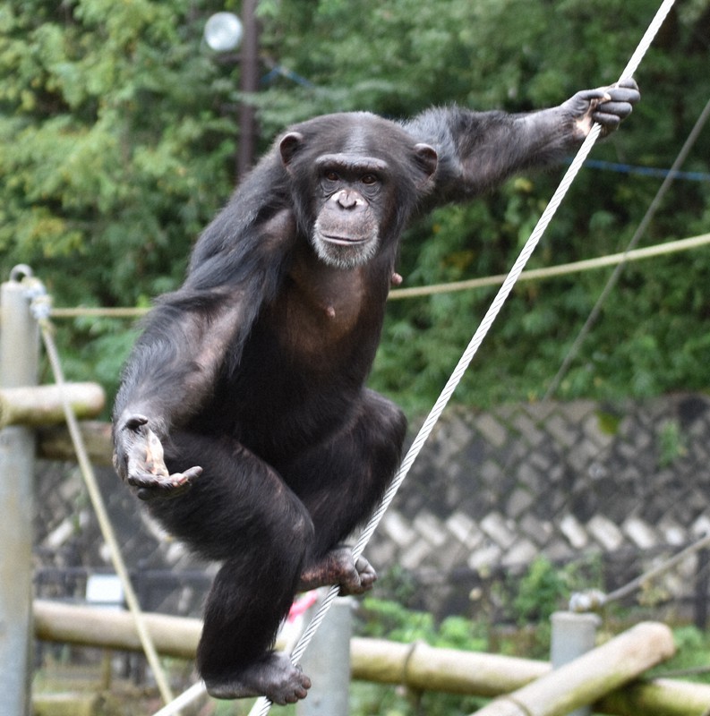 チンパンジーの人工授精成功 ミカン 初の妊娠 多摩動物公園 毎日新聞