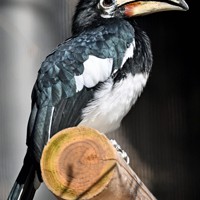 どうぶつ園の仲間たち：カササギサイチョウ 顔より大きくて重そうな