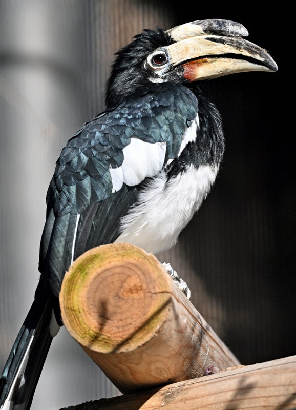 どうぶつ園の仲間たち：カササギサイチョウ 顔より大きくて重そうな