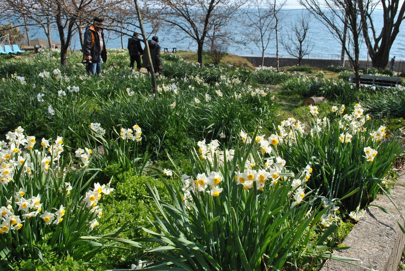 海望む公園にスイセン一面 やぶ椿と水仙の里 福山 広島 毎日新聞
