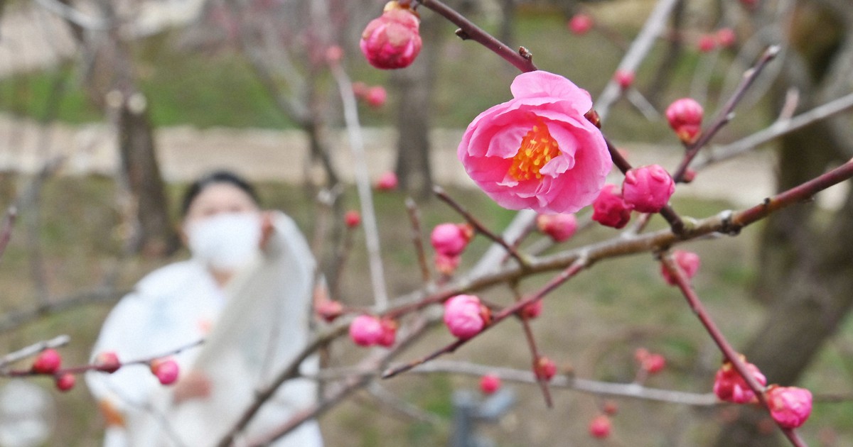 道真ゆかりの「飛梅」 クローンが初開花 京都・北野天満宮 | 毎日新聞