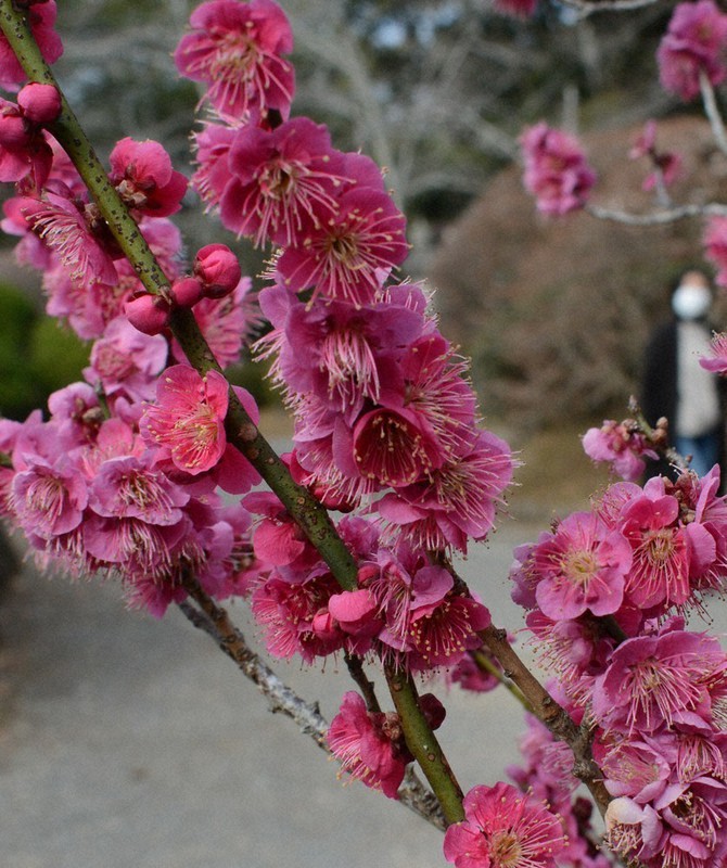 成田山 梅500本見ごろ 千葉 毎日新聞