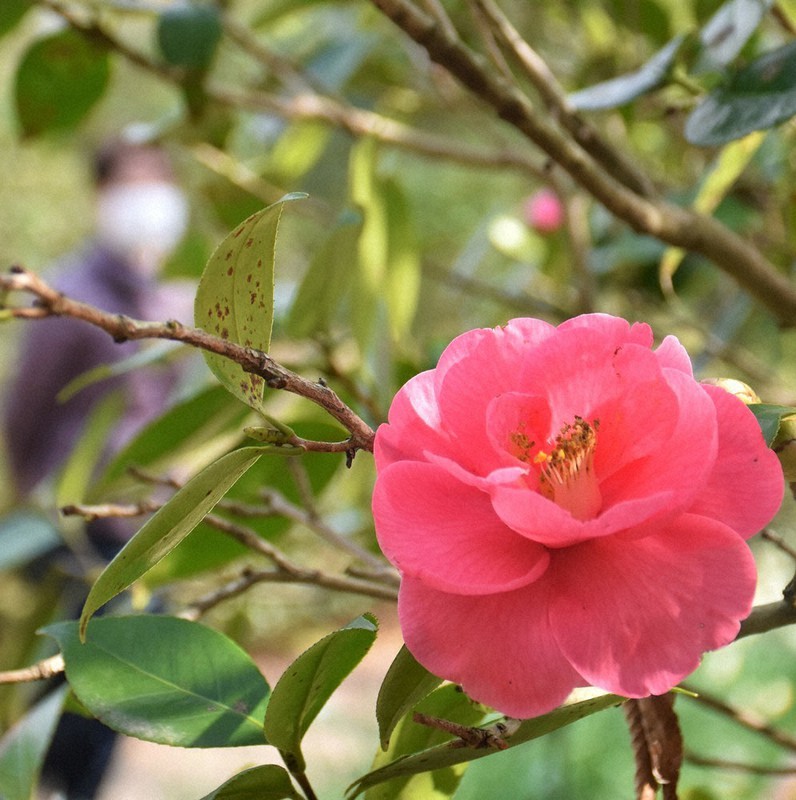 ツバキ500種 彩り楽しむ 松山総合公園 ／愛媛 | 毎日新聞