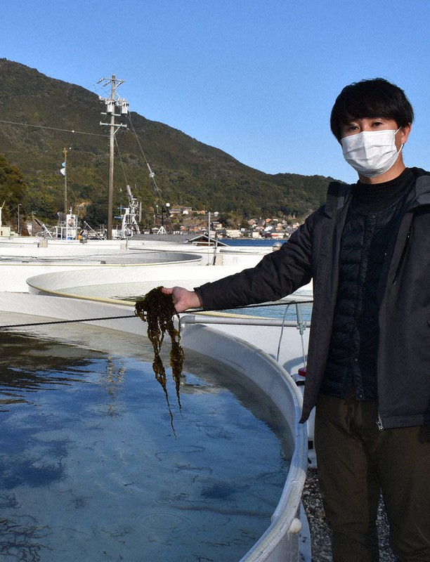 幻の味ハバノリ「食卓復帰」 ほろ苦いご飯のお供 尾鷲で高知の会社