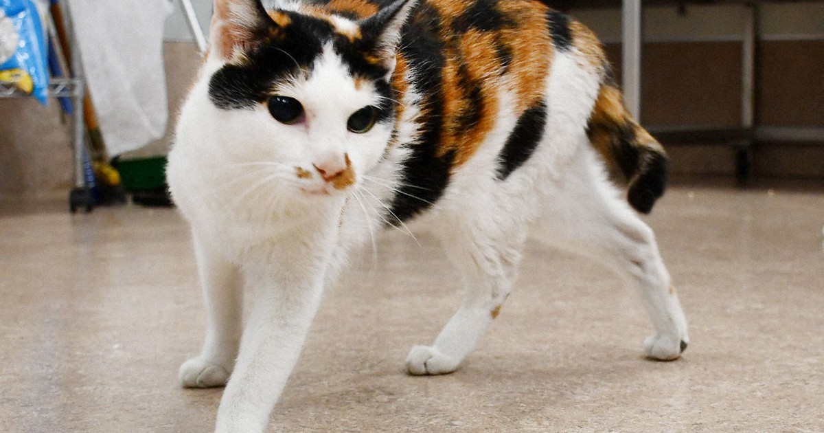 道に瀕死の猫、救助試みた男性もはねられ重体 ともに取り留めた