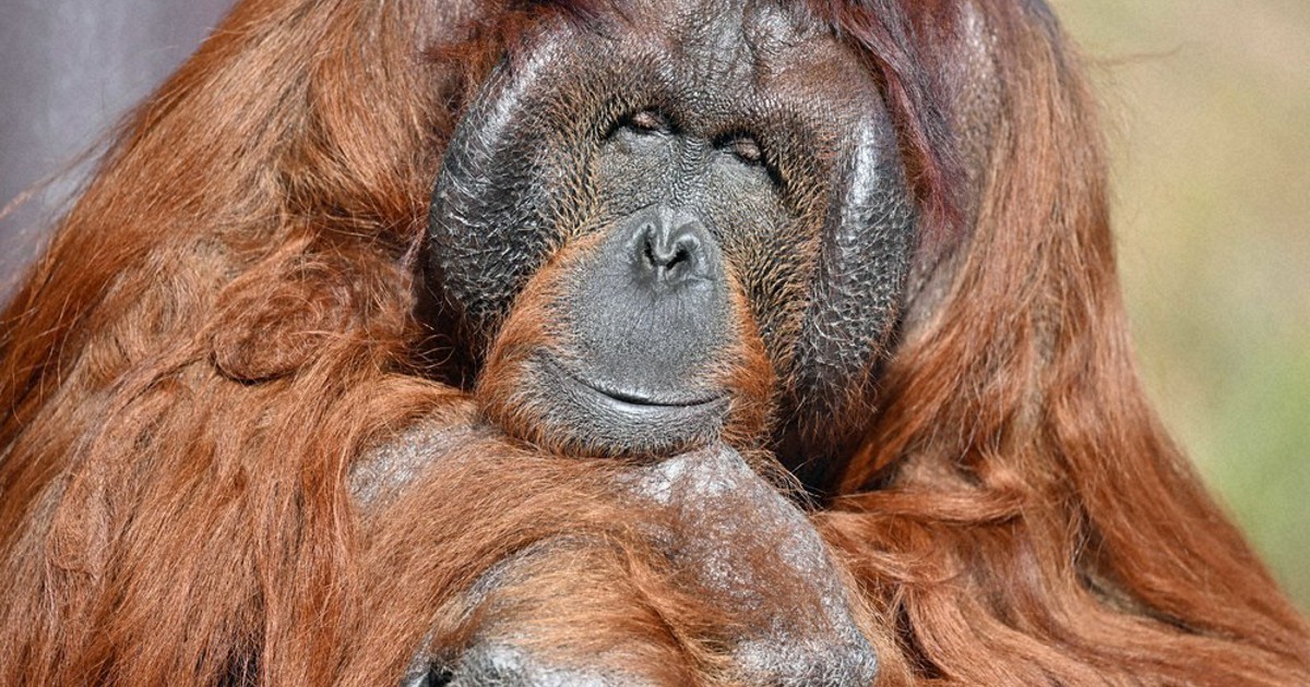 どうぶつ園の仲間たち：ボルネオオランウータン 顔の両脇の「フランジ