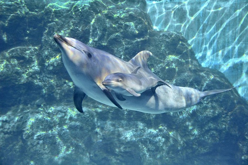 【中古】 赤い海のイルカたち/国土社/藤原英司（動物学） 海獣水族館: 飼育と展示の生物学 | 村山 司 |本 | 通販 | Amazon