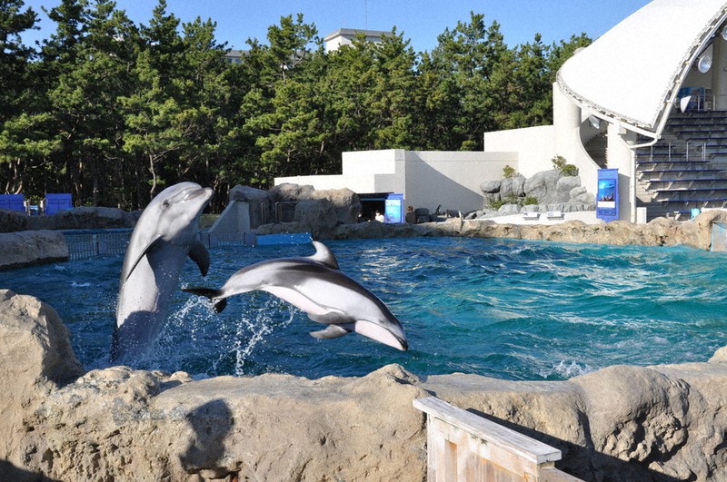 水族館・いのちの裏側：／上 広がるイルカの人工繁殖 | 毎日新聞