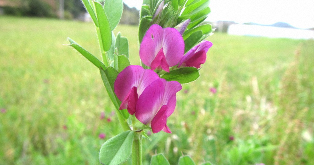 ｋ原さんちの里山探検 57 カラスノエンドウ ヤハズ に似てる 鳥取 毎日新聞