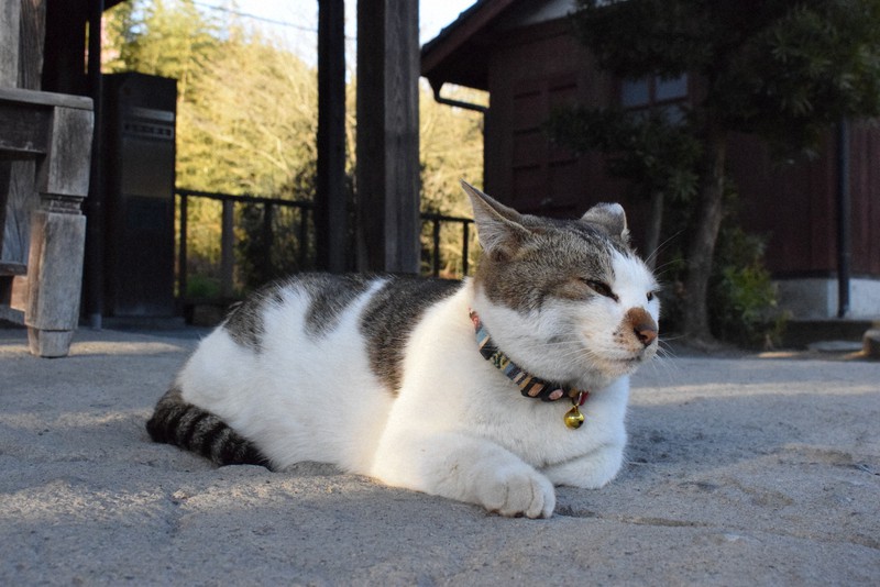 雌猫「さんちゃん」、JR嘉例川駅2代目観光大使に抜てき 鹿児島