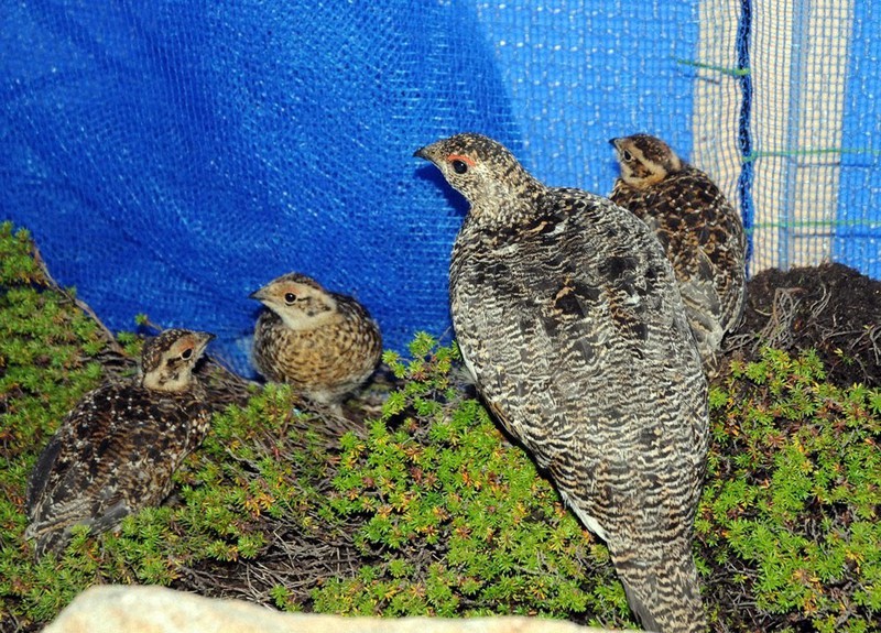 中央アルプス・木曽駒ケ岳から移送されたライチョウの母鳥とひな3羽=長野県長野市の茶臼山動物園で2021年8月(環境省提供)