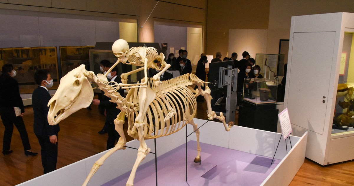 ウマ　頭骨　骨格標本 Amazon.co.jp: 馬の頭蓋骨標本 - 本物の動物の骨格モデル - 科学教育の