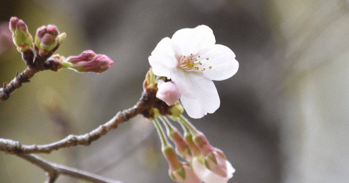 Japan's Somei Yoshino cherries may have spread from 4 trees in Ueno