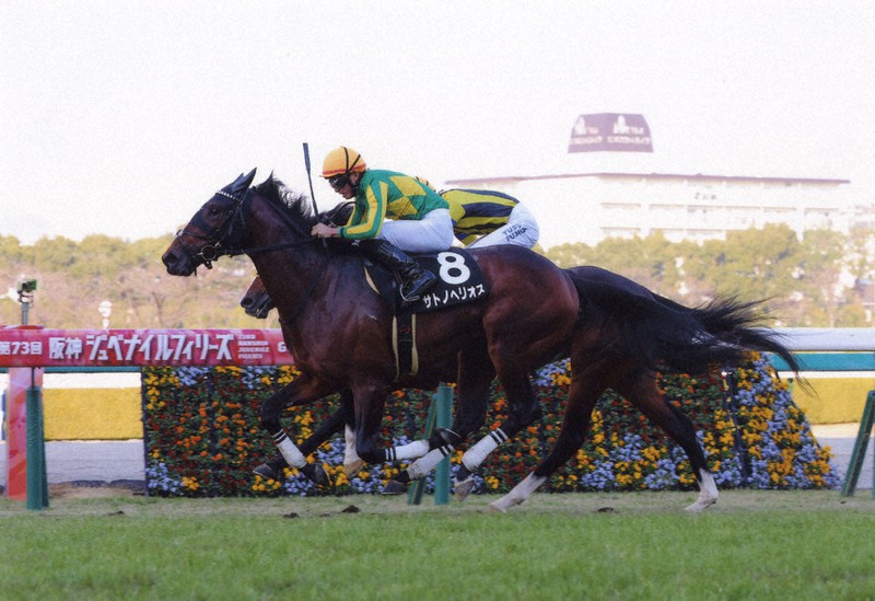 丹下日出夫のズバッと 中山11r スプリングs 毎日新聞