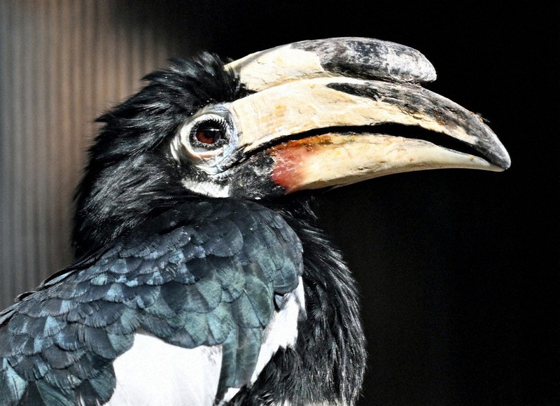 どうぶつ園の仲間たち：カササギサイチョウ 福岡市動物園 大きな