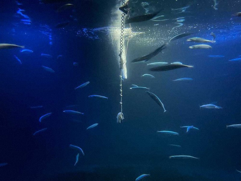 水槽内を泳ぐサンマ。タイミングがよければ、中央のロープに卵を産み付ける姿が見られることもある=アクアマリンふくしま提供