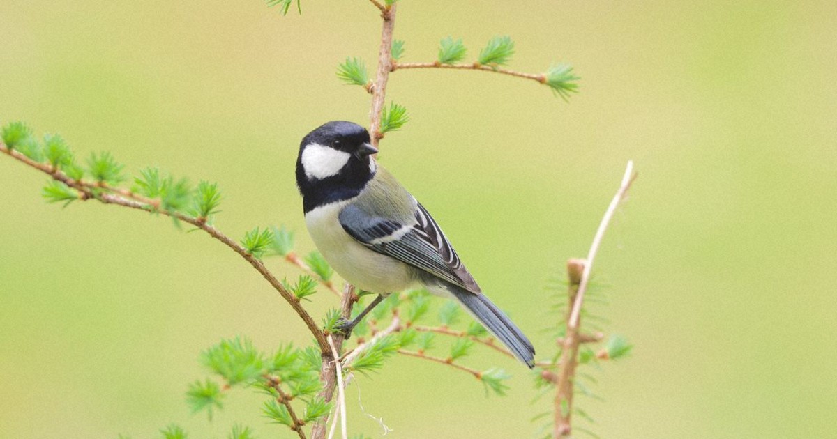 鳥は会話ができるのか 動物の使う単語 世界で初めて証明した38歳 毎日新聞