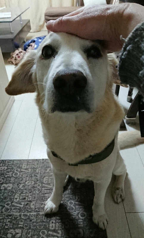 保護犬イブと暮らす記者 しつけに悪戦苦闘 わがままは個性と思って 毎日新聞