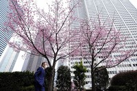 A man, wearing a face mask, walks past a cherry blossom in Tokyo, on March 23, 2022. (AP Photo/Shuji Kajiyama)