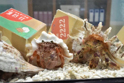 海の宝石 ウミウシ 鹿児島の水族館が繁殖に成功 国内初 毎日新聞 海の宝石 ウミウシ 鹿児島の水族館が繁殖に成功 国内初 毎日新聞