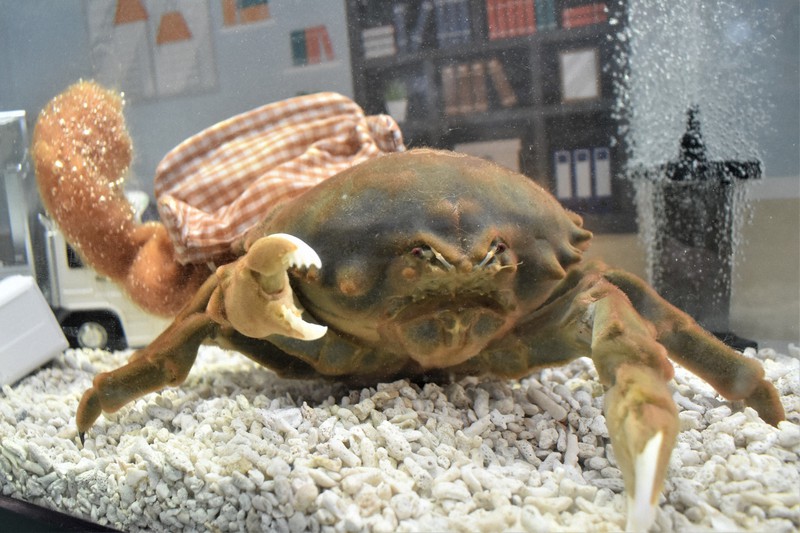 ヤドカリが引っ越し指南 和歌山・エビとカニの水族館で特別展 | 毎日新聞
