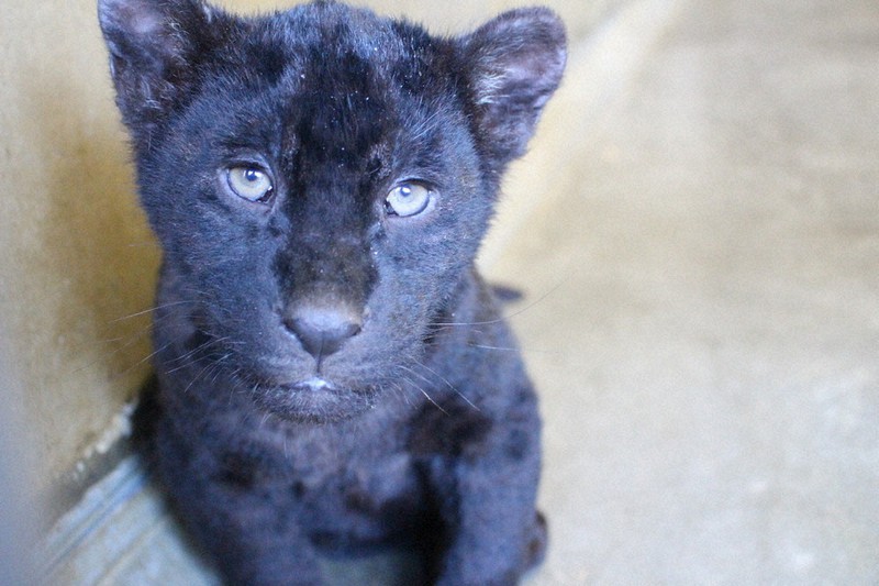 ジャガーの双子「名前をつけて」 静岡・日本平動物園に誕生 | 毎日新聞