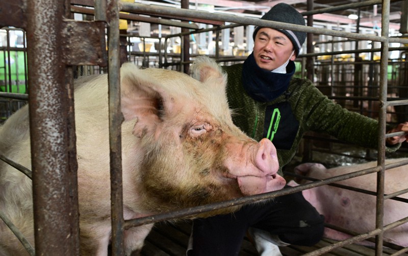 雌豚　鼻輪 食用動物の幸福は必要か」アニマルウェルフェアの現場で考えた | 毎日新聞