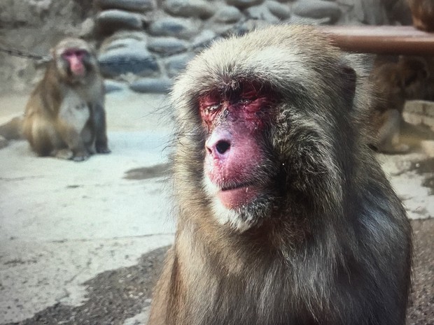 Hay Fever Blues Monkeys In West Japan Suffering From Cedar Pollen The Mainichi