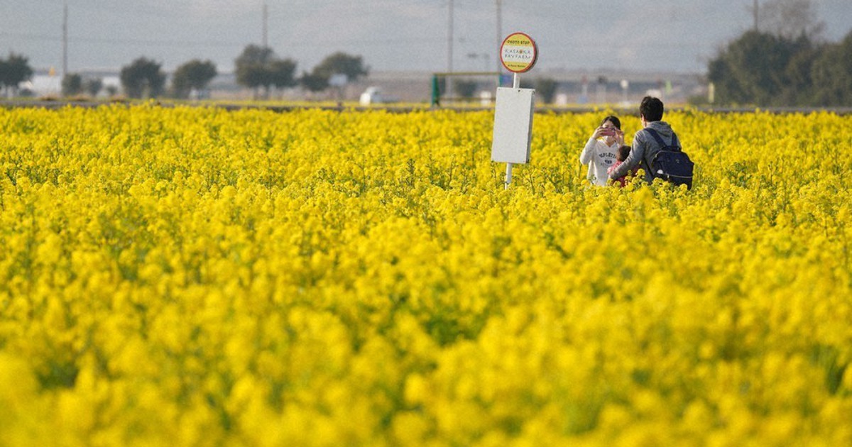 春のお告げ 黄色 満面 菜の花見ごろ 笠岡 道の駅 岡山 毎日新聞