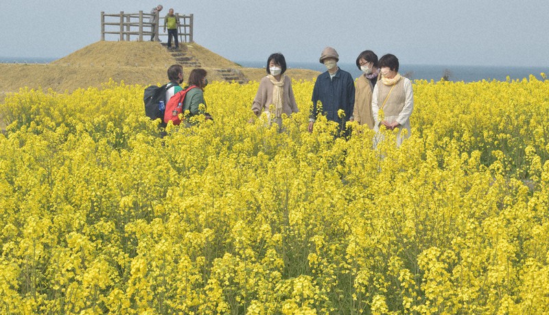 菜の花と海 色彩鮮やか 豊後高田 長崎鼻 20万本満開 大分 毎日新聞