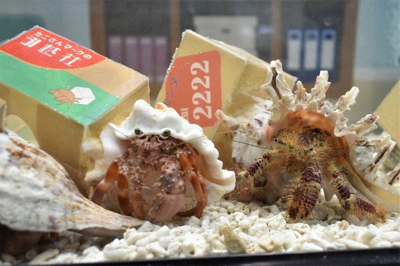 達人”ヤドカリもお引っ越し エビとカニの水族館で特別展 すさみ