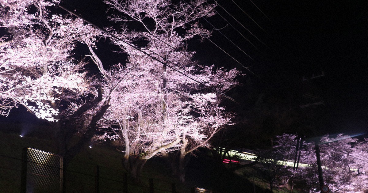 南海沿い桜並木を夜間ライトアップ 学文路－九度山 ／和歌山 | 毎日新聞