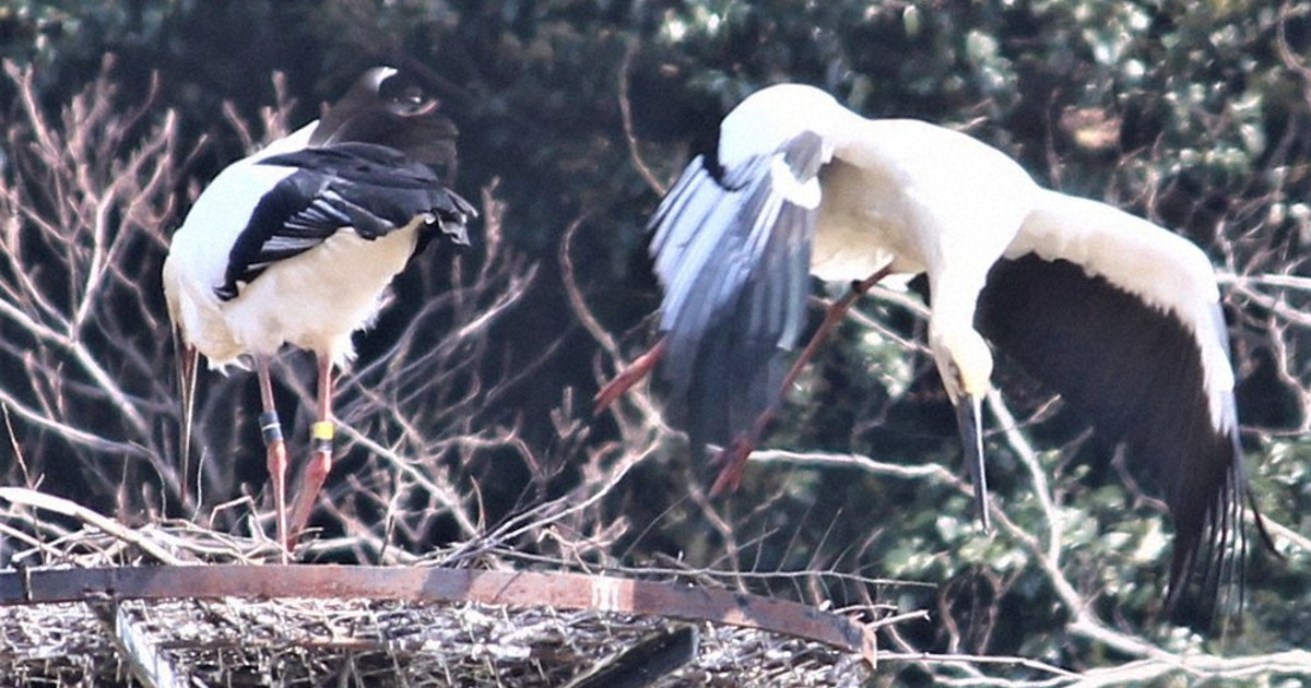支局長からの手紙：幸せを運ぶ鳥 ／鳥取 | 毎日新聞