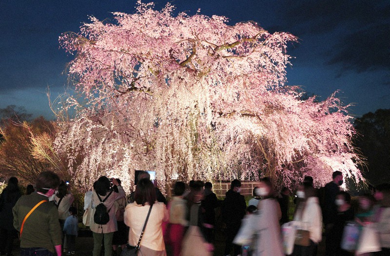 【舞妓円山花見夜桜図】小松華影 711 円山公園垂れ桜　京都　掛け軸　肉筆 舞妓円山花見夜桜図】小松華影 711 円山公園垂れ桜京都掛け軸肉筆