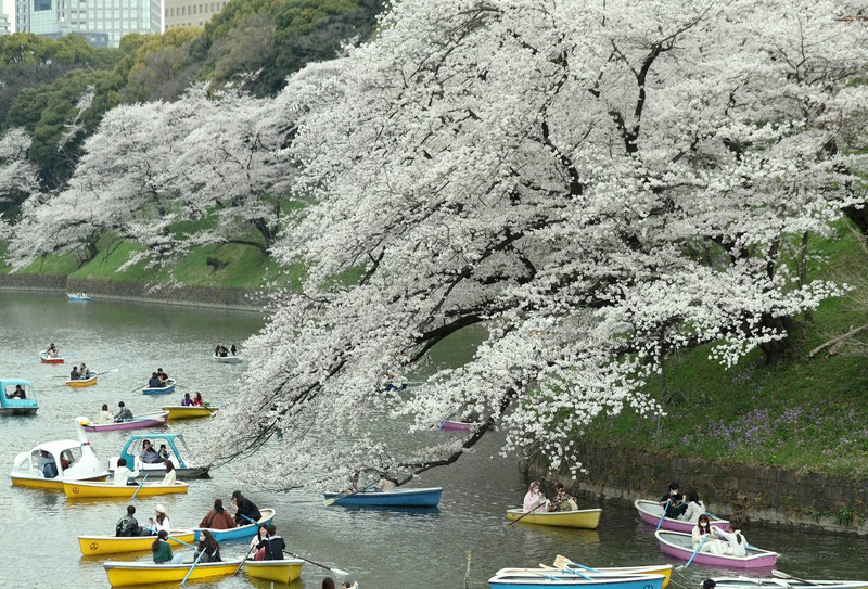 桜の名所にぎわう 見ごろは今週末まで 東京 千鳥ケ淵で満開 毎日新聞 桜の名所にぎわう 見ごろは今週末まで 東京 千鳥ケ淵で満開 毎日新聞