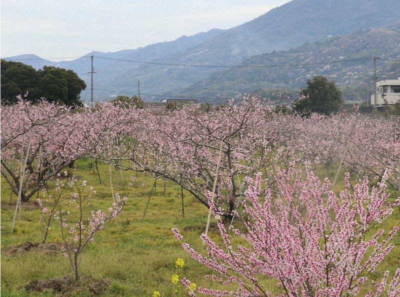 桃ある風景 インスタに 15日まで桃源郷フォトコン 紀の川 和歌山 毎日新聞